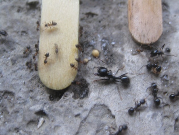 Scontro armato con Lasius emarginatus provenienti dal vaso di fiori.
