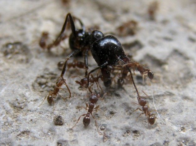 Tante contro una.... Tetramorium è molto battagliera, anche se alla lunga non ce la farà, ma non teme il combattimento!