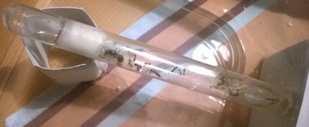 questa risale a fine luglio :) la colonia contava circa 30/32 unità, così ho provveduto a collegare la provetta a un formicaio in gasbeton