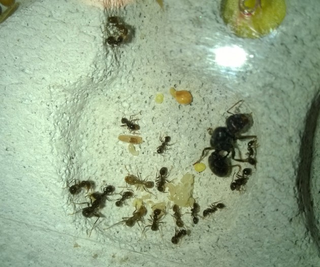 questa foto risale alla prima settimana di agosto, ricordo molto bene questo momento perchè la prima larva di major (o comunque la larva più grossa di tutte) ha preso forma ed è diventata una pupa :) inoltre la regina è intenta ad abbeverarsi e la colonia era cresciuta ancora con nuove piccole operaie appena formate :) la colonia contava esattamente 39 operaie più la regina :)