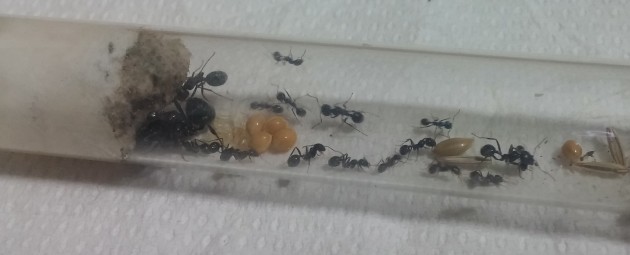 qui le operaie sono in movimento perchè ho preso la provetta in mano per contarle :) sono 19 :) lo sviluppo non è stato molto rapido perchè le temperature non sono state elevate, ma la deposizione della regina di una settimana fà circa mi da speranza che con il caldo ci sarà un nuovo sviluppo positivo :) e quest anno spero di non commettere errori :)