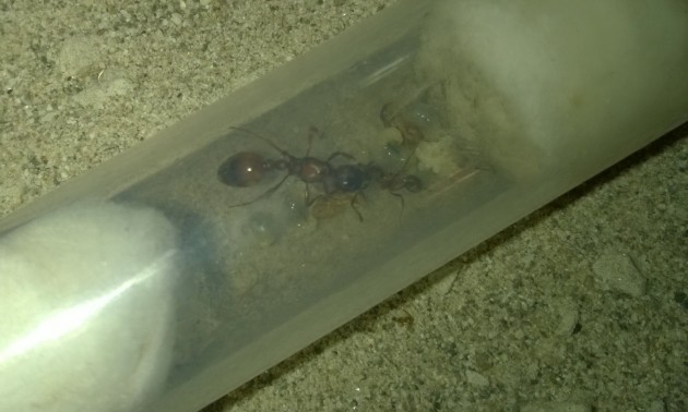 il 5 agosto è nata la prima operaia e l'ho cercato di immortalare l operaia che alimenta la regina tramite trofallassi :)