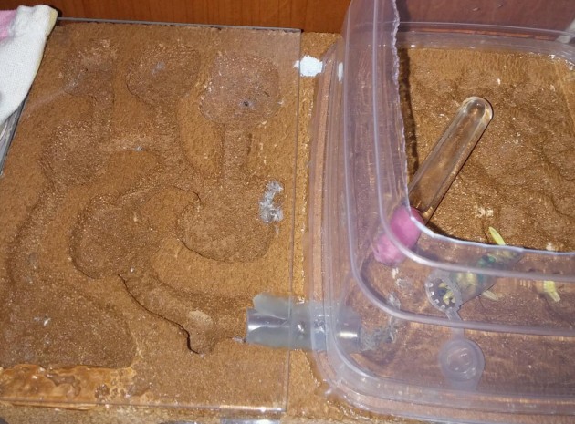 La foto risale al 20 febbraio, Questo è il piccolo formicaio :) nella arena ho messo un piccolo contenitore con vari semi :) e una provetta d acqua! Hanno subito gradito e sono andate a fare la "spesa" xD prendendo ciò che più gli interessava :)
