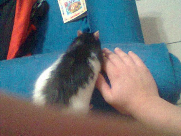 Proporzione con la mia mano!