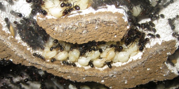 Pupe di regine ancora depigmentate. La colonia è stimabile nel migliaio di operaie. CNon c'é quindi un momento di maturazione in questa specie? Bisognerebbe raccogliere informazioni dagli spagnoli o dai francesi, che hanno certamente più esperienze in proposito.