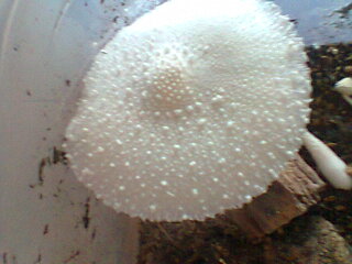 Fungo enorme!