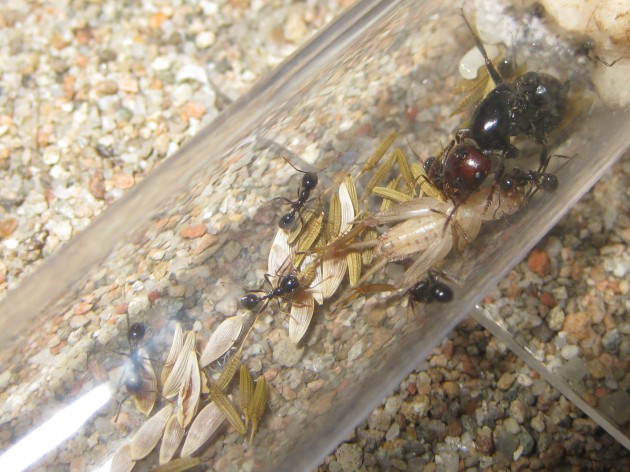 La regina rannicchiata sul grillo in posizione predatoria.