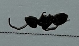 profilo operiai