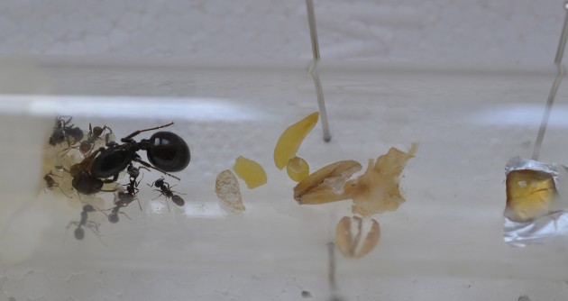 -12.b) Una pupa (pronta a sfarfallare) viene accudita dalla regina mentre le 8 operaie le rimangono accanto. All'interno della provetta si possono notare semi (masticati e non) accumulati al centro, il pezzo di prosciutto (anch'esso posto nel 'magazzino' centrale) ed una goccia di siero posizionata su un frammento di stagnola.