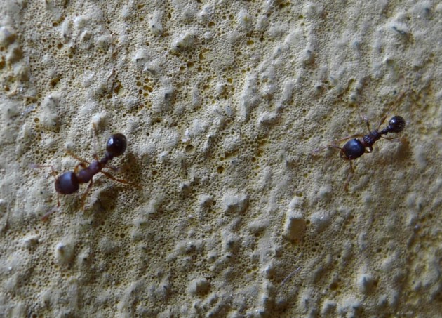 qui sono due di dimensioni un po' diverse ma mi sembrano della stessa specie