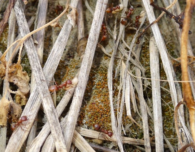 dopo aver percorso una dozzina di metri sul fondo del fosso, sgombro da ostacoli, le formiche risalivano sulla metà della sponda, nonostante questa fosse ingombra di vegetazione che ne ostacolava l'incedere
