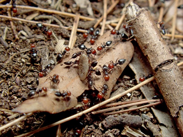 Crematogaster scutellaris