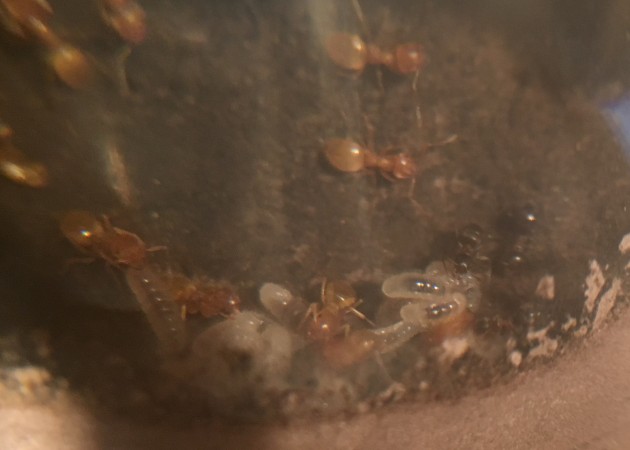 Larve nutrite per trofallassi; sulla destra si cibano di una preda.