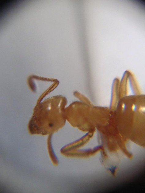 Lasius meridionalis 2.jpg