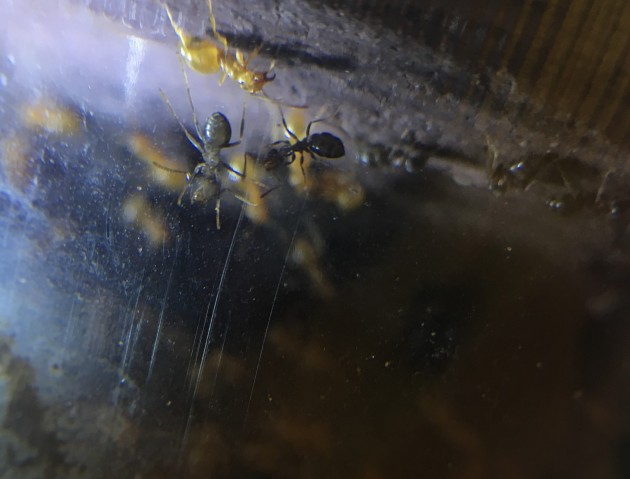 La prima nata, ancora in pigmentazione, ma più massiccia delle altre ausiliarie.