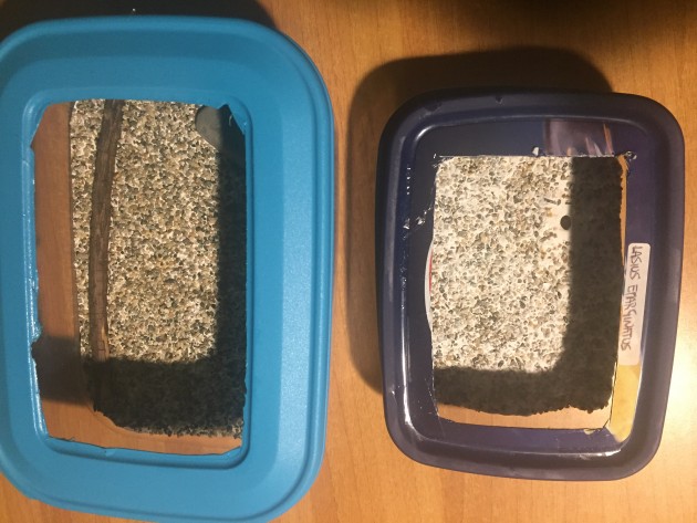 Esempi di arene in contenitori alimentari, fondo in gesso con ghiaino sparso dopo la colata.<br />(non badate al piccolo foro sul fondo di quella piccola, era semplicemente posta sopra un mini-nido in gasbeton quindi c'è il foro di collegamento)