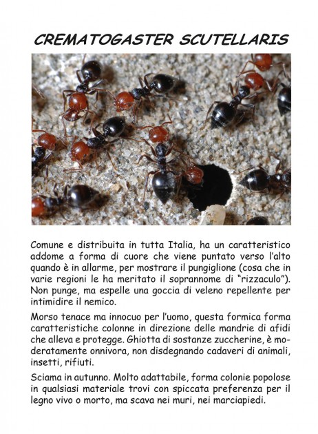 Non esagerate con le dimensioni! Basta un foglietto metà A4, perché alla fine occupa spazio e non tutti leggono...