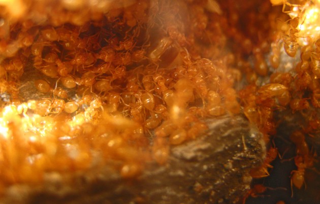 Le invitate più importanti: le formiche. In questo particolare della colonia di Angelo (Lasius meridionalis) si può scorgere con difficoltà al centro in alto, l'addome sformato della regina, sepolta dalle operaie...