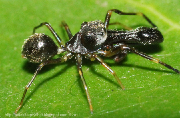 maschio di Myrmarachne notare i chelicheri enormi