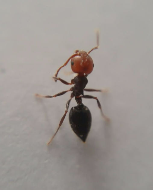 Crematogaster scutellaris