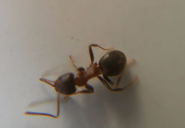 Lasius emarginatus