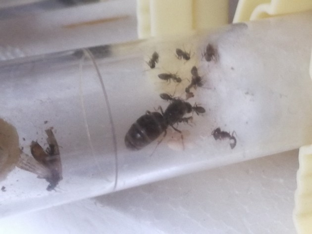Gastro della regina colonia secondaria
