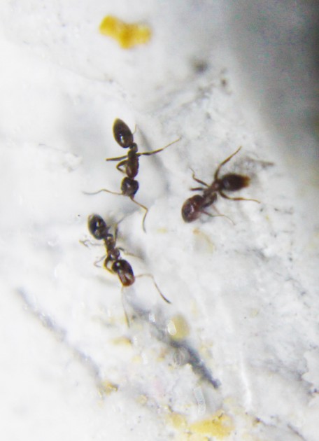 Linepithema humile (operaie)
