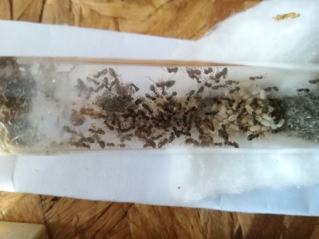 Questa e' la stessa colonia stamattina, 9 Giugno 2017,  la crescita come vedete in appena una settimana e' stata esponenziale.