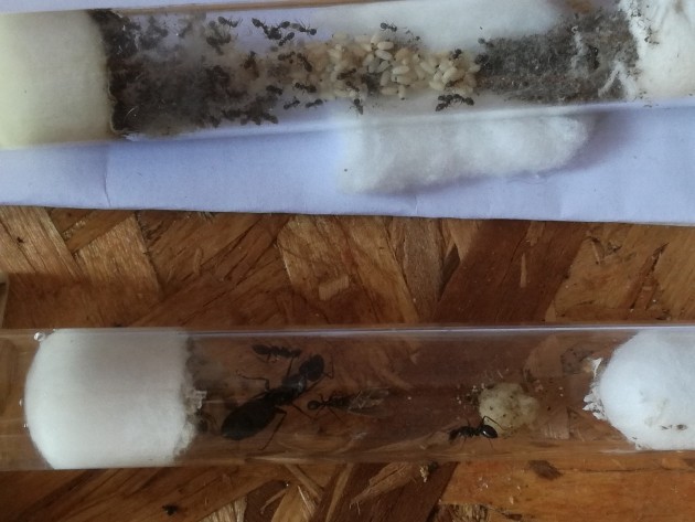 Differenza di dimensioni fra una possente regina di Camponotus vagus e le operaie di Lasius niger.
