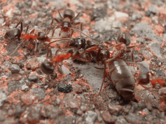 Lasius (Chthonolasius) sp. che viene strattonata dalle operaie.