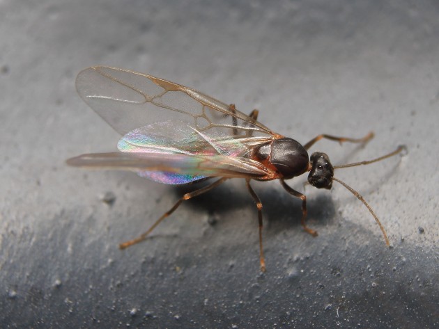Maschio di Lasius emarginatus, sciamato nel box di casa mia.