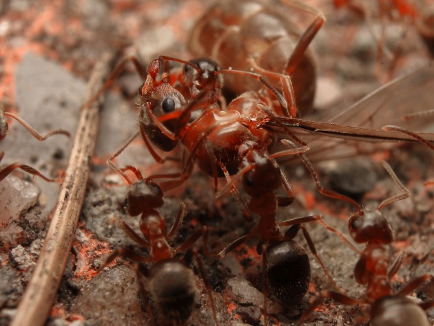 Regina di L.emarginatus che viene raccolta dalle operaie