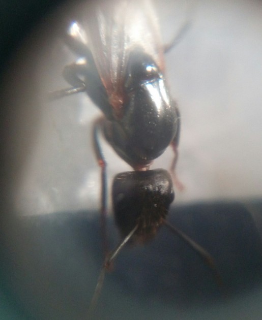 E vengono foto così