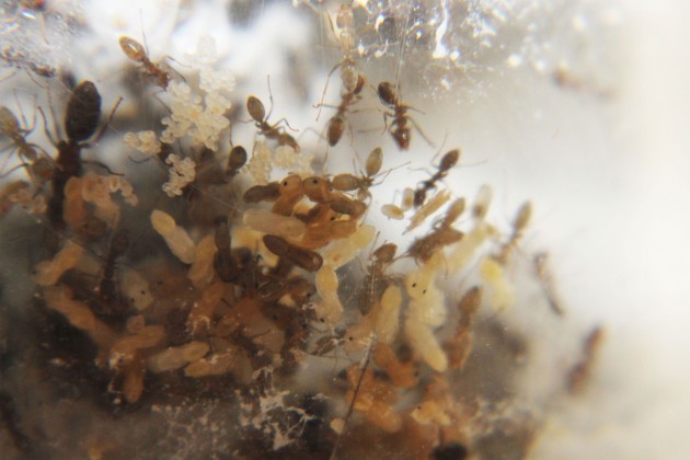 Covata principale