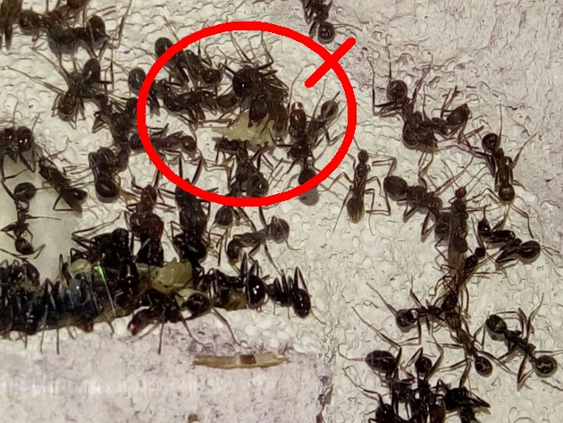ecco le uova tenute a testa in giù a cui si riferiva messor