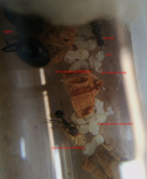 da uovo a larva.jpg