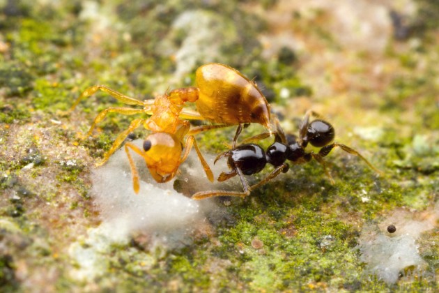 Crematogaster_Uganda2-XL.jpg