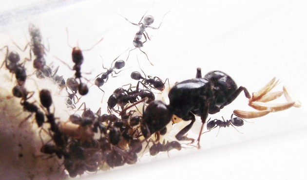 Messor barbarus