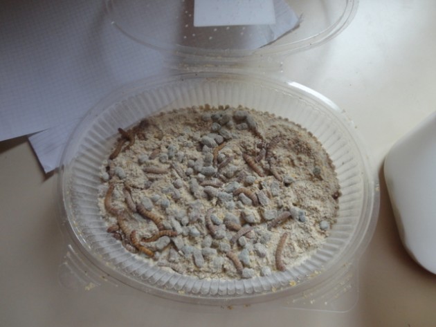DSC01932 (FILEminimizer).JPG