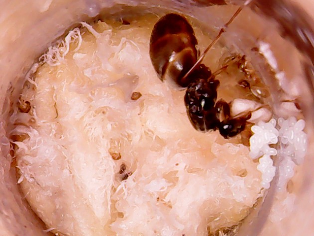 Lasius Flavius 3 19.05.18.jpg