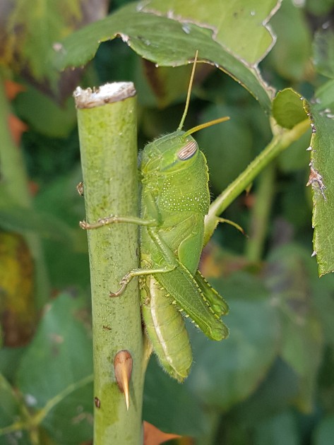 20180911_145529-2268x3024.jpg