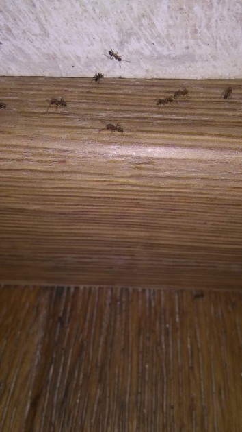 IMG-20190124-WA0018.jpg