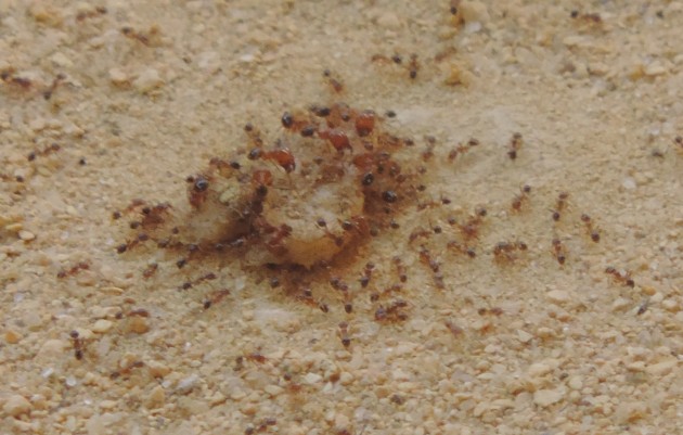 DSCN1049.JPG