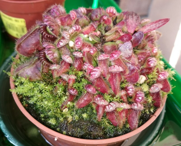 cephalotus 1.jpg