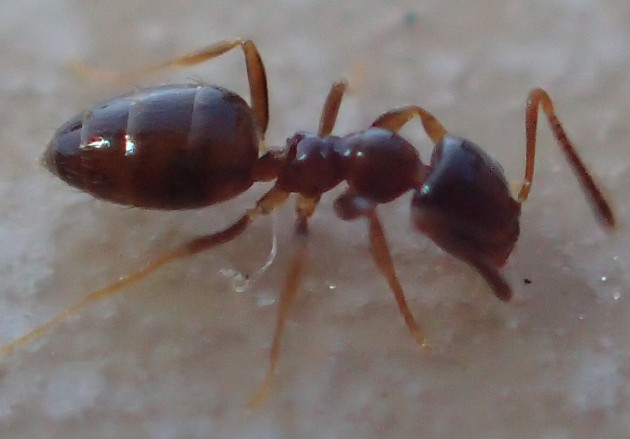 formichina.jpg
