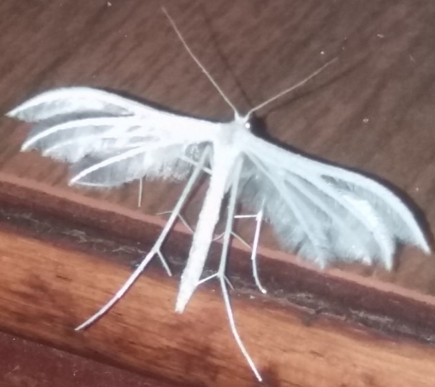 20190826_233609.jpg (1000.12 KiB) Osservato 3411 volte 20190826_233609.jpg