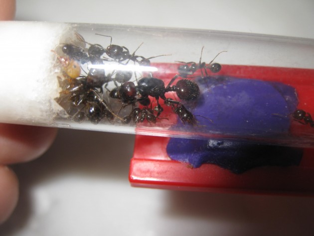 2018-04-12 17.56.20.jpg (342.29 KiB) Osservato 58595 volte 2018-04-12 17.56.20.jpg