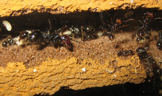 2019-03-07 16.09.55.jpg (427.91 KiB) Osservato 58595 volte 2019-03-07 16.09.55.jpg