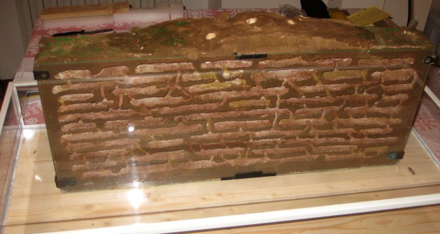 Messor Nido 02.jpg (312.74 KiB) Osservato 58526 volte Messor Nido 02.jpg