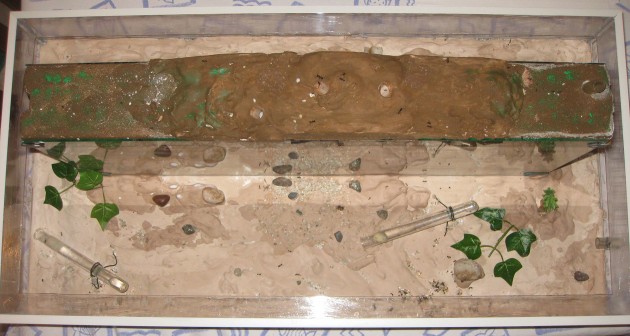 Messor Nido 03.jpg (336.86 KiB) Osservato 58595 volte Messor Nido 03.jpg